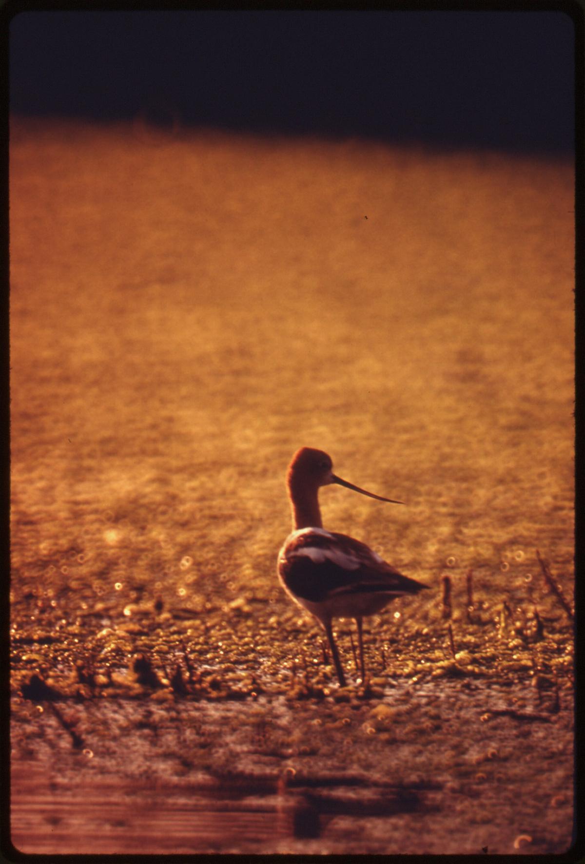 coastal lagoon birds California