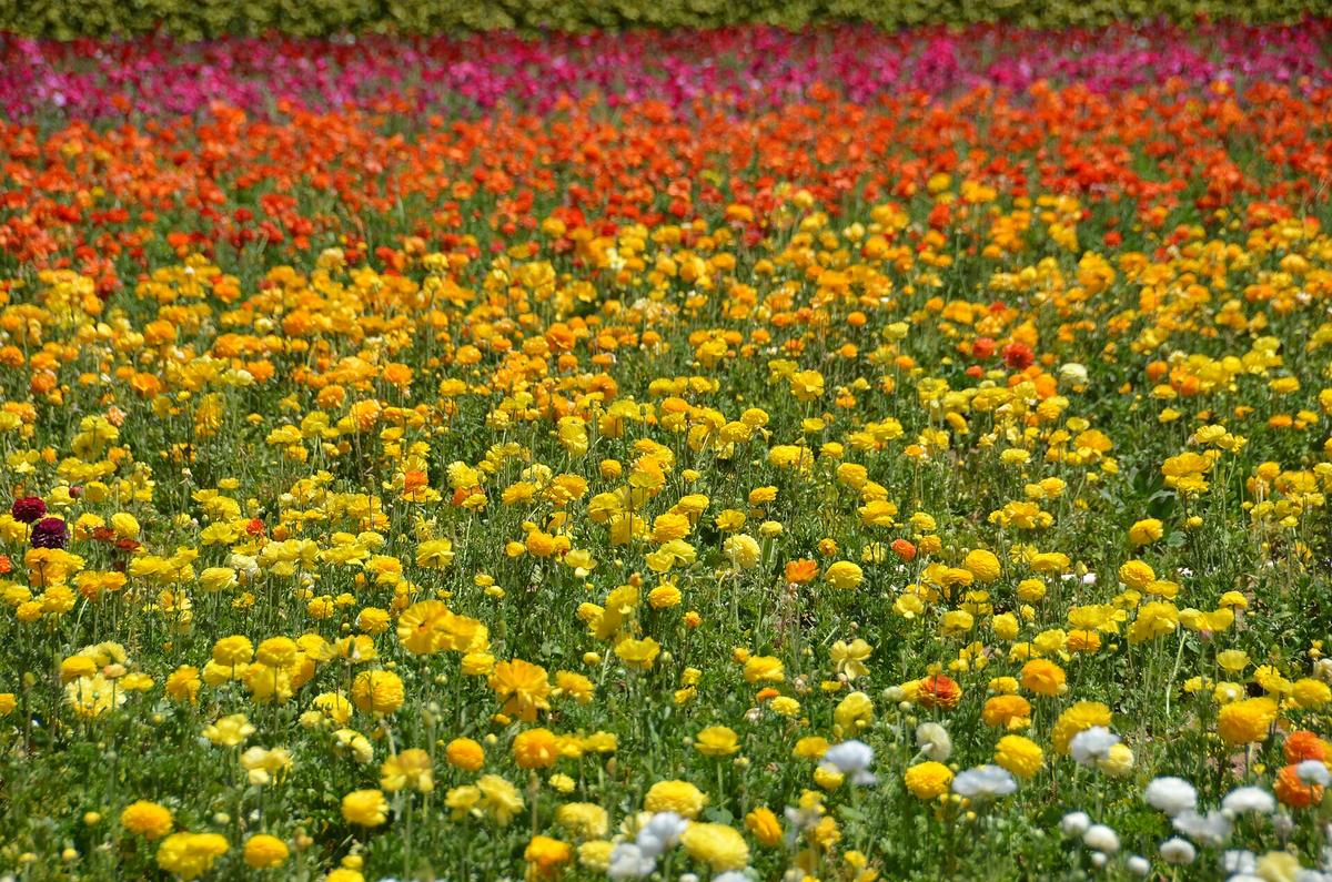 Carlsbad Flower Fields ranunculus