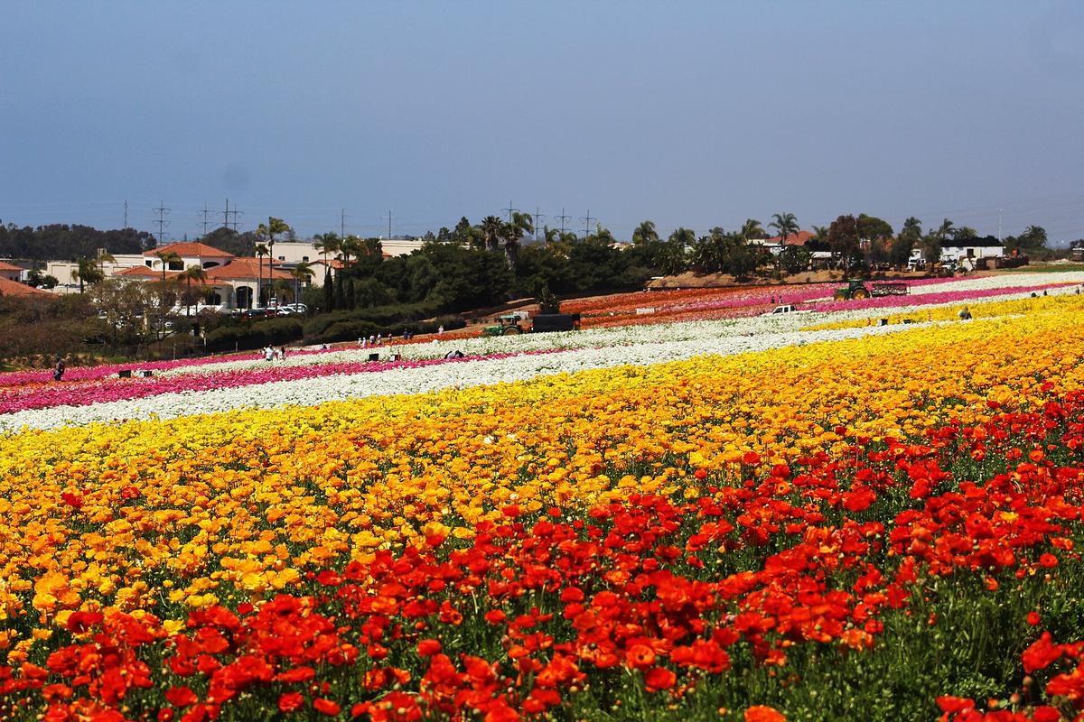 Carlsbad Flower Fields rows of ranunculus